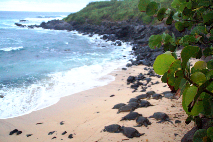 Meeresschildkröten Maui