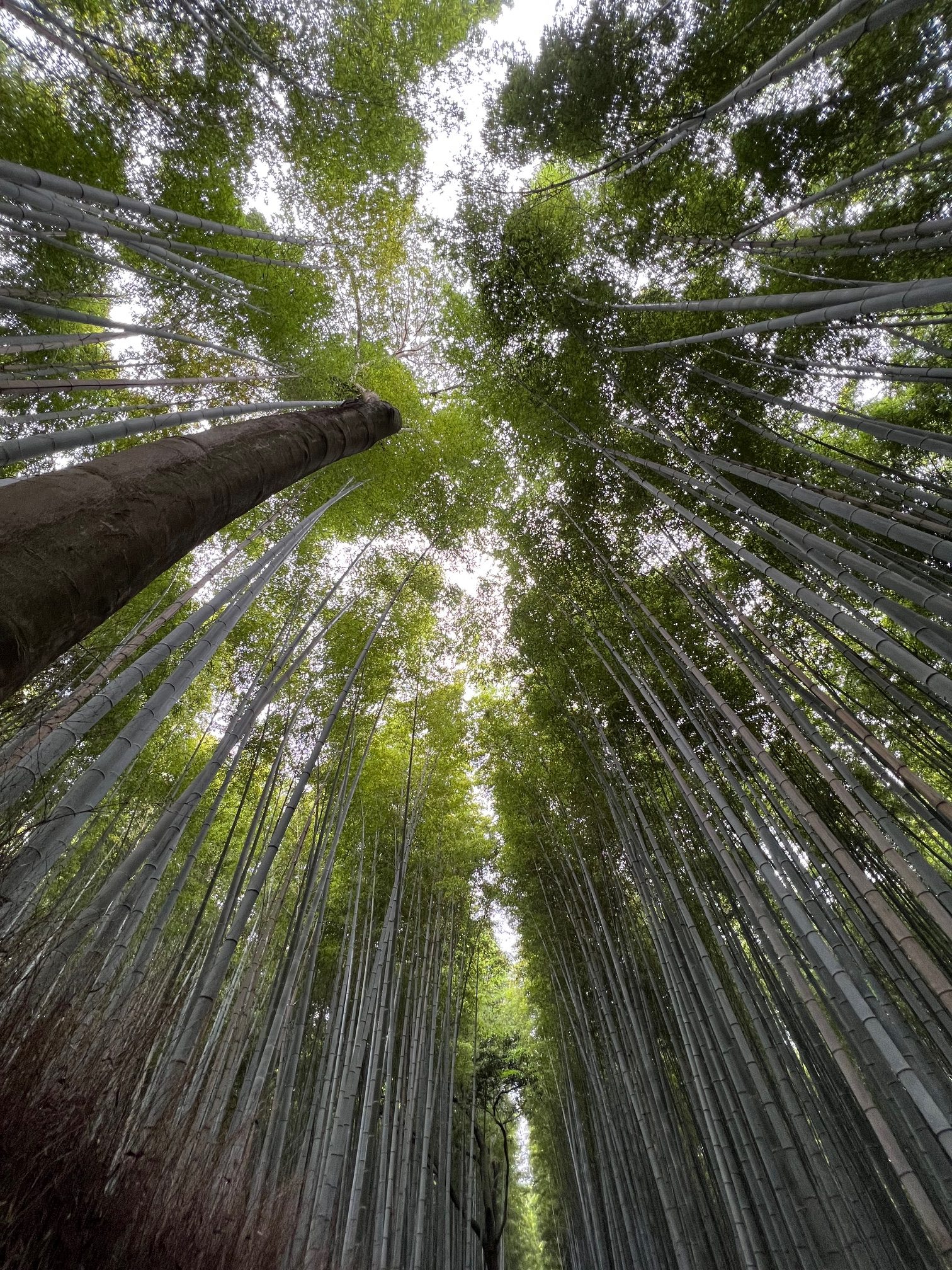 Bambo Grove Kyoto Highlights
