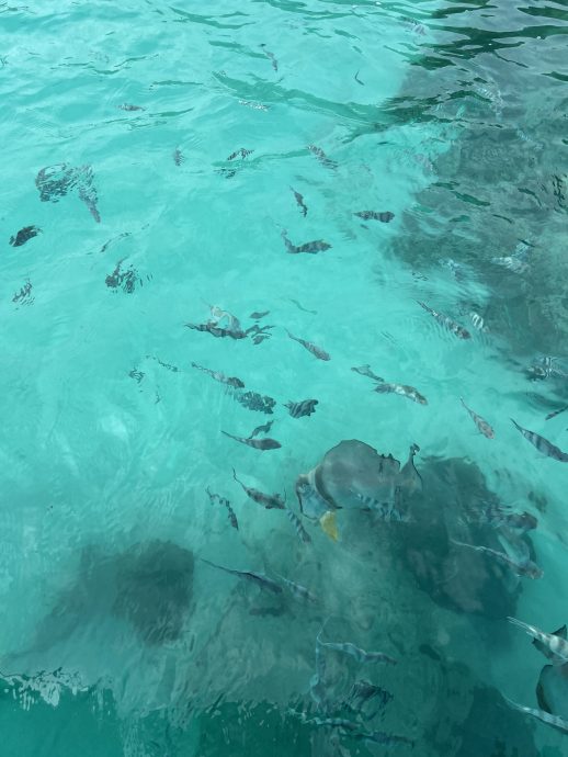 Seychellen Urlaub: Praslin
