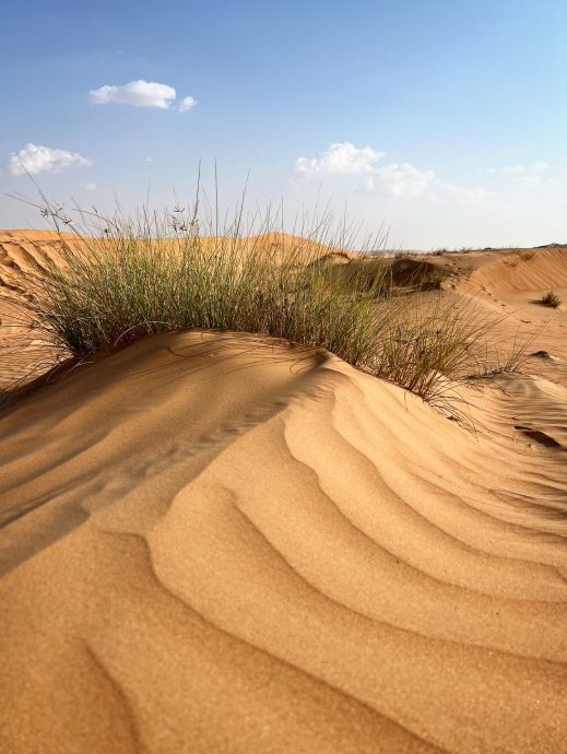 Oman Rundreise Wahiba Sands