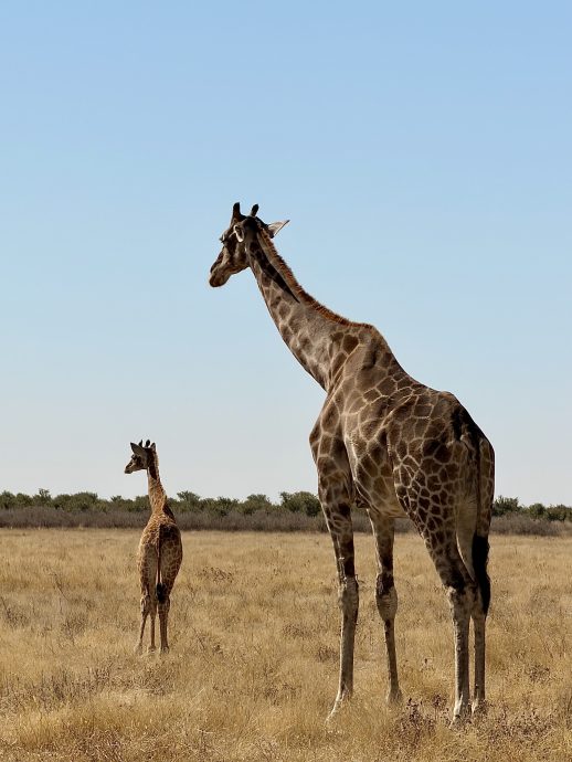 Namibia Rundreise Etosha