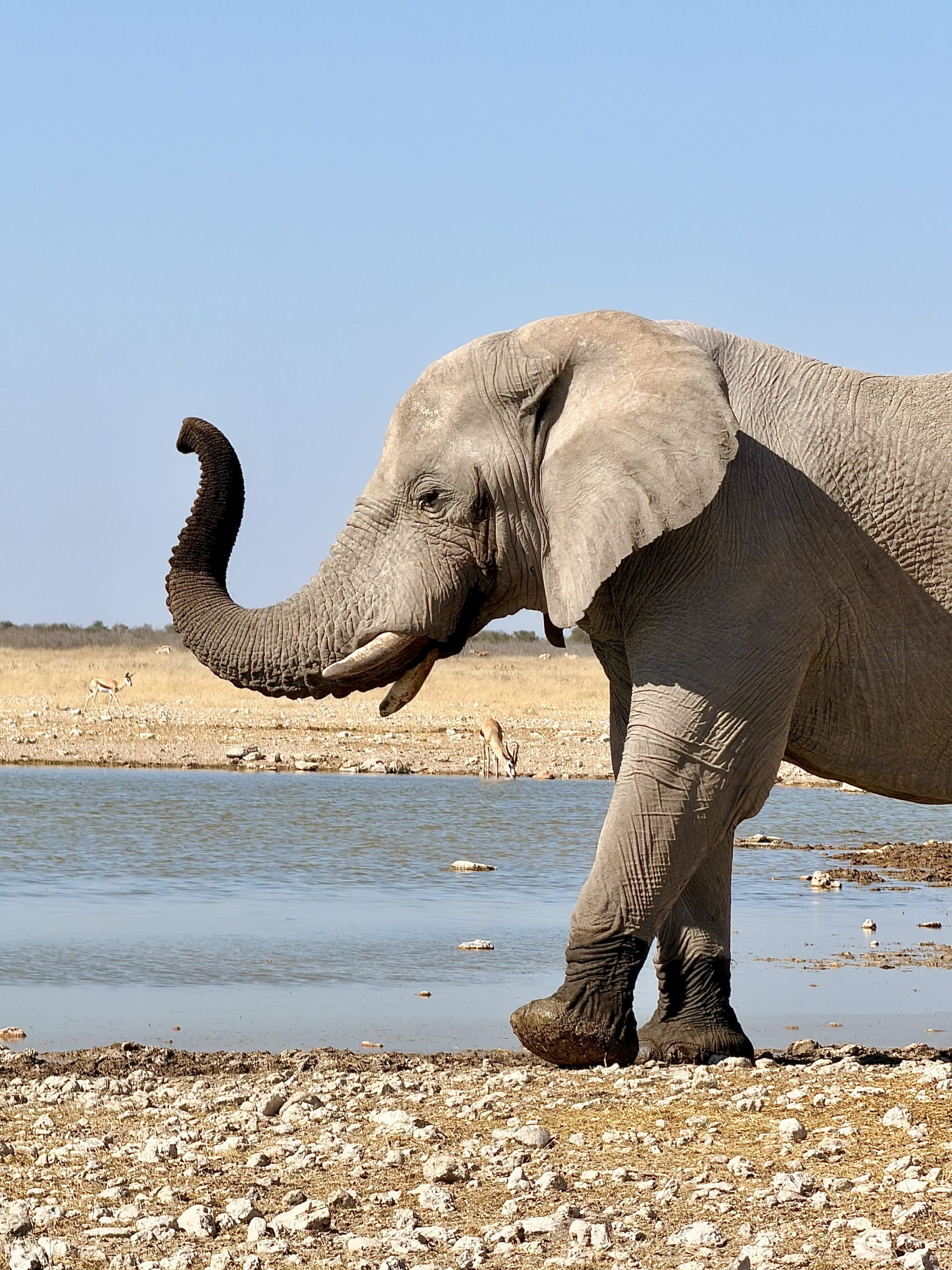 Namibia Rundreise Etosha