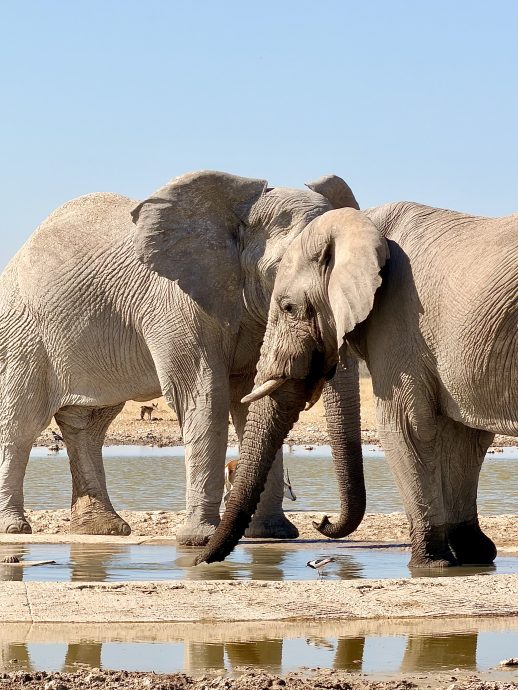 Namibia Rundreise Etosha