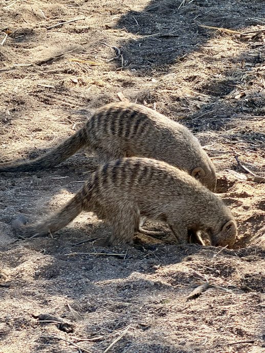 Namibia Rundreise Etosha