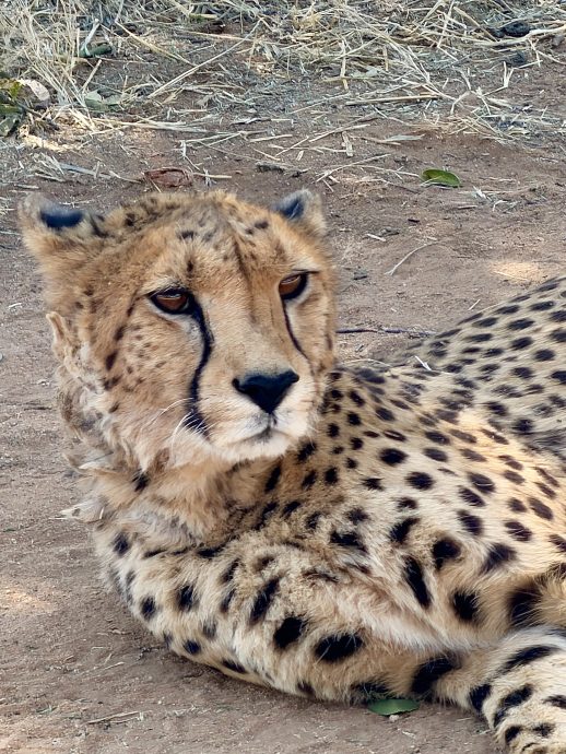 Namibia Rundreise Cheetah Conservation Fund