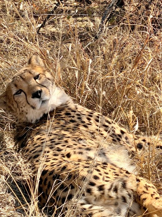 Namibia Rundreise Cheetah Conservation Fund
