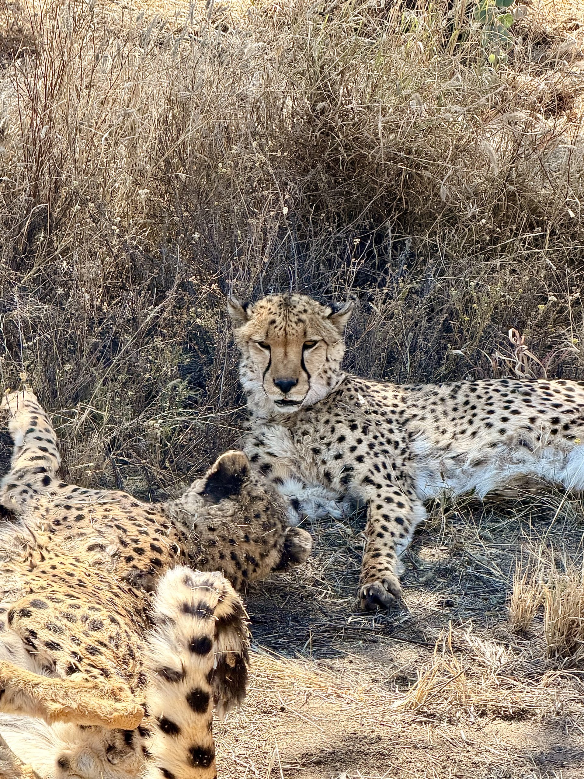 Namibia Rundreise Cheetah Conservation Fund