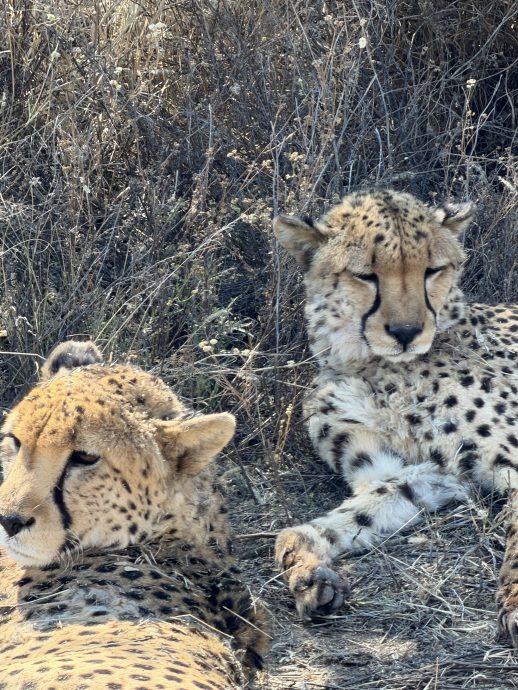 Namibia Rundreise Cheetah Conservation Fund