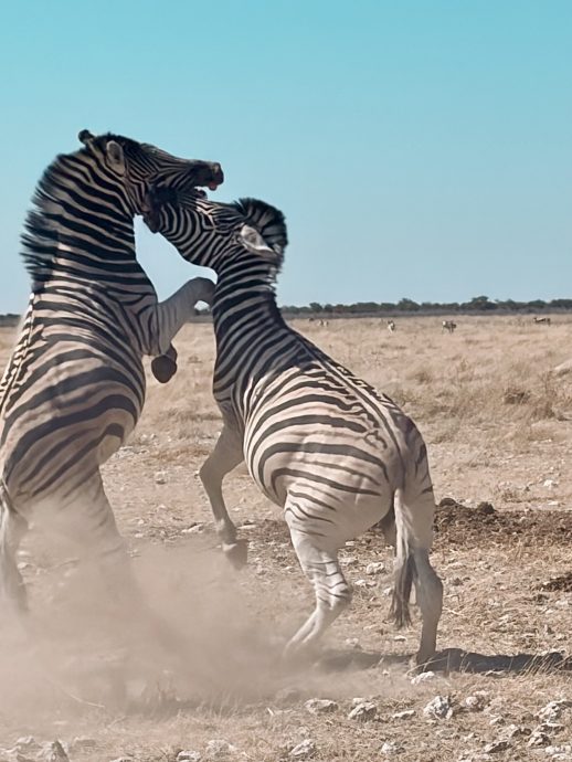 Namibia Rundreise Etosha