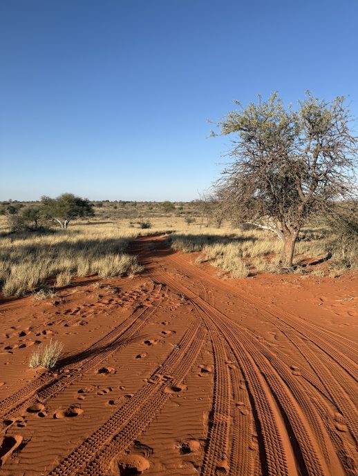 Namibia Rundreise Kalahari