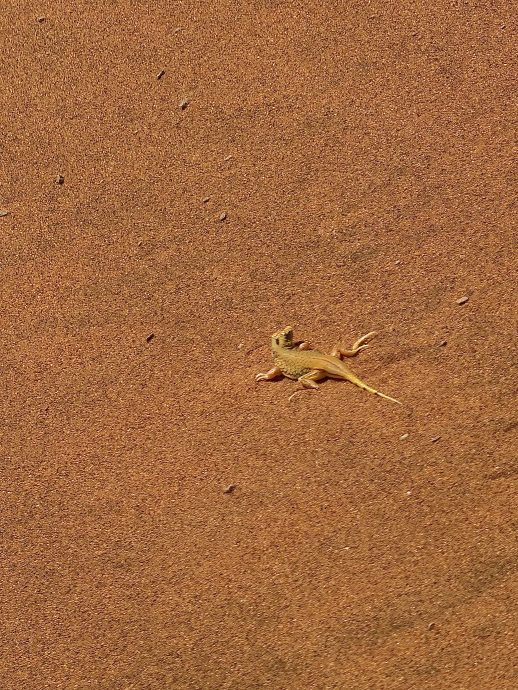 Namibia Rundreise Sossusvlei