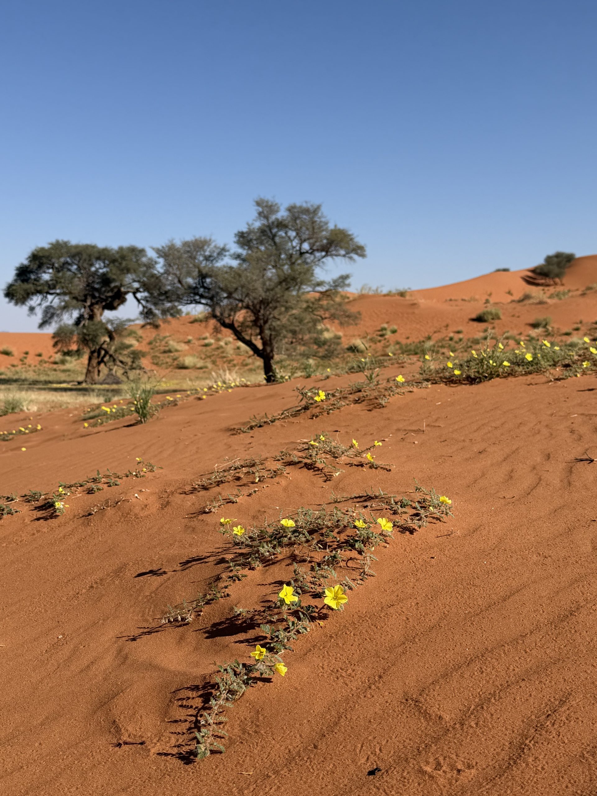 Namibia Rundreise Naukluft